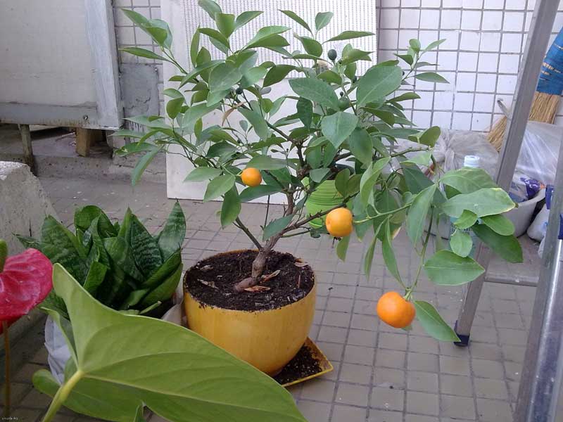 Как вырастить мандарин из косточки