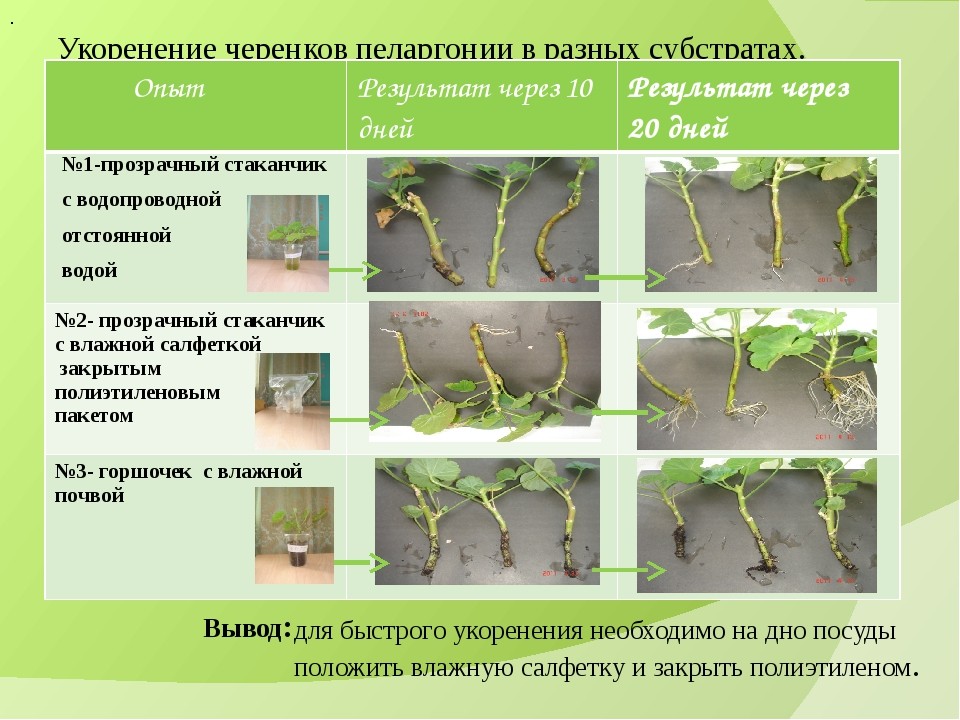 Схема обрезки пеларгонии весной