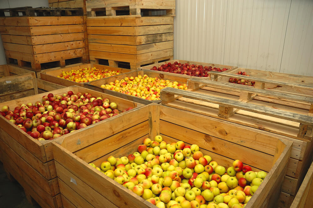 Как сохранить яблоки на зиму свежими в домашних условиях в подполье