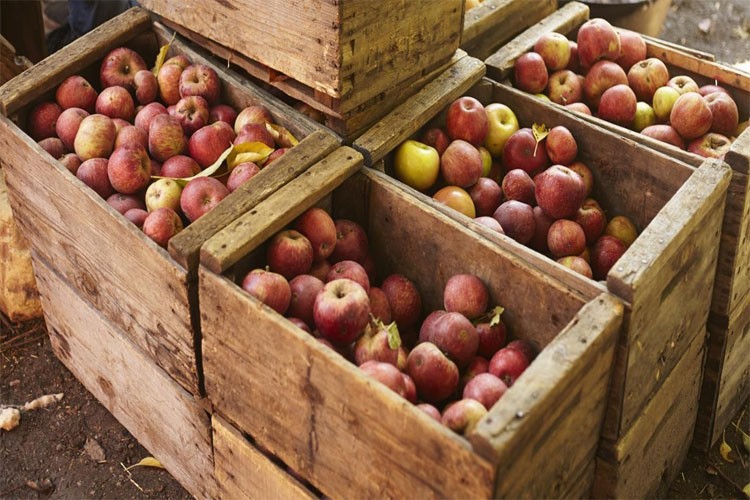 Как сохранить яблоки на зиму свежими в домашних условиях 