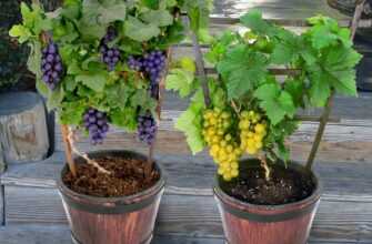 Как вырастить виноград