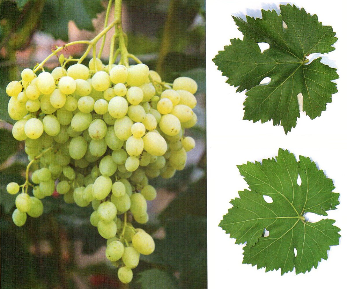 Можно ли выращивать виноград в домашних условиях?
