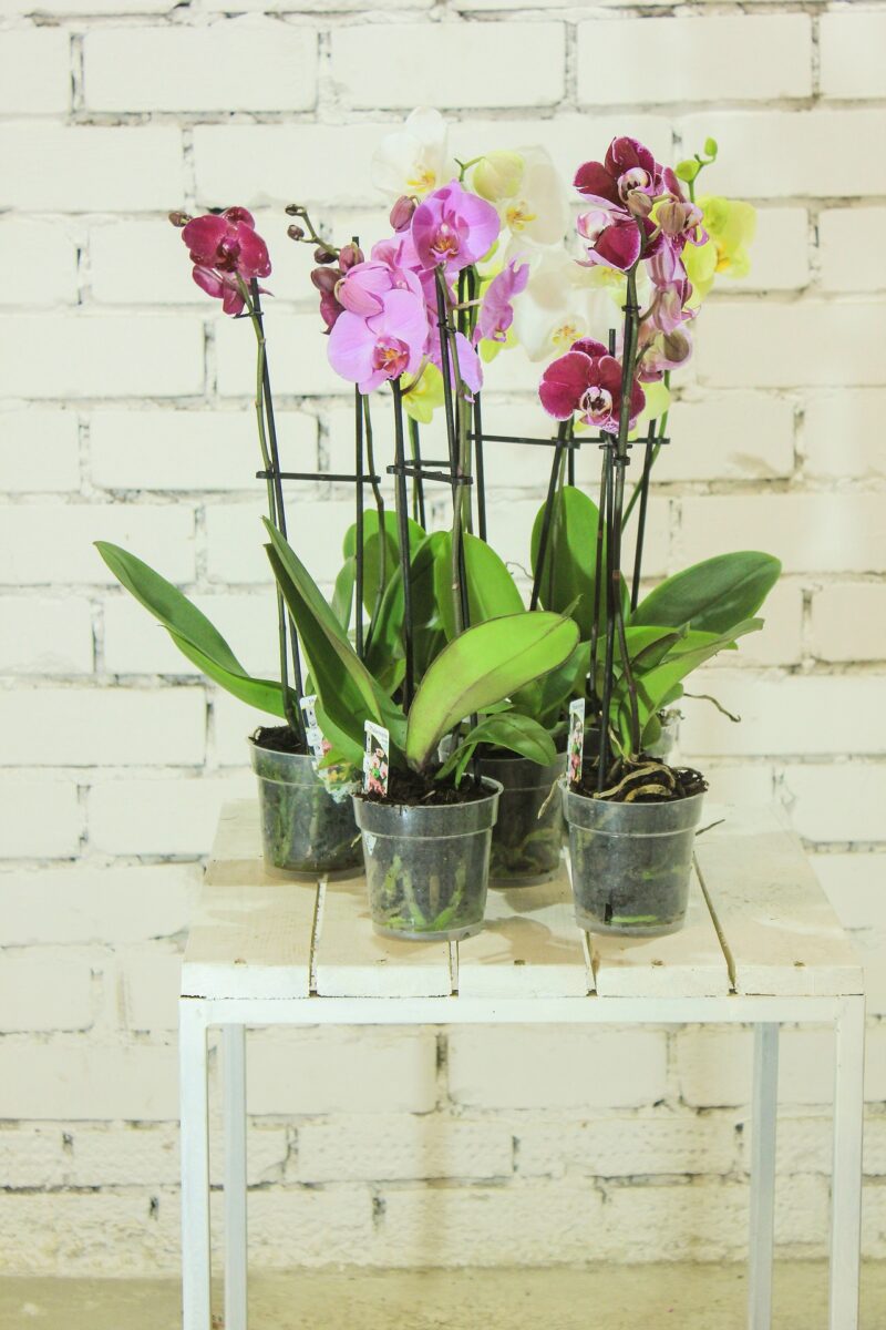 Уход за орхидеями зимой в домашних условиях