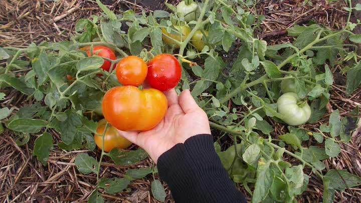 Как увеличить урожай помидоров в открытом грунте