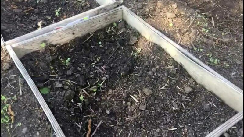 Огурцы как вырастить хороший урожай