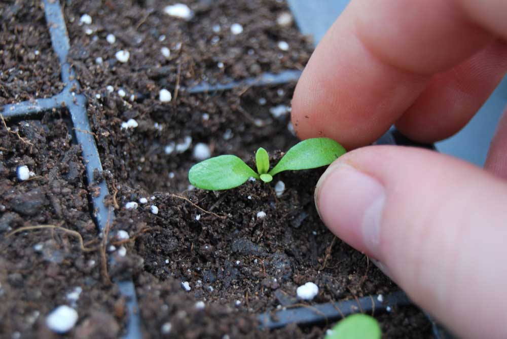 Резеда душистая - выращивание из семян 