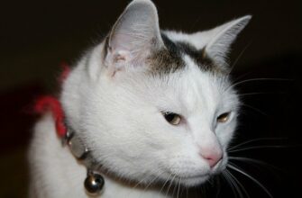 Как быстро вывести блох у кошки