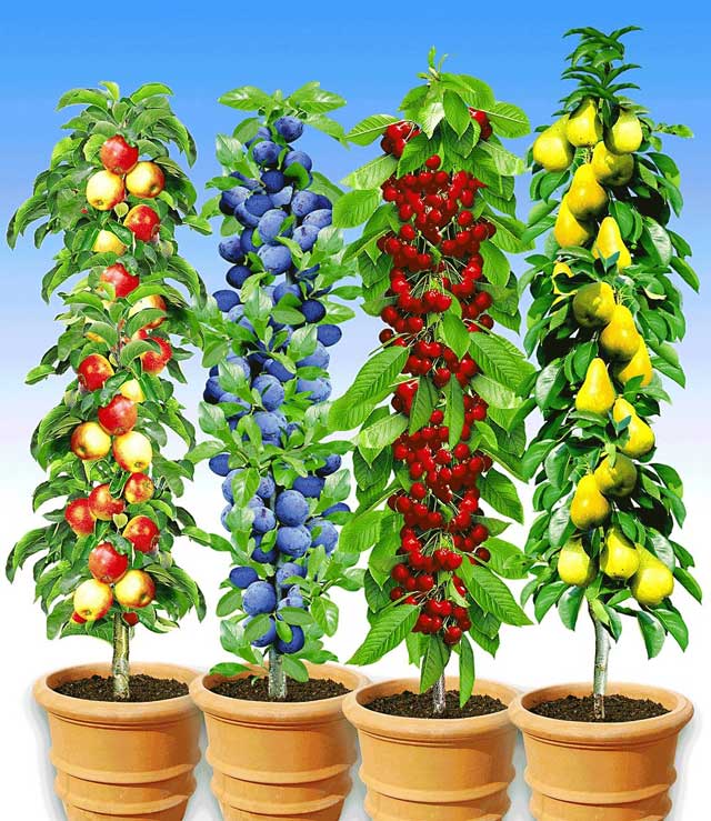 Как выбрать саженцы плодовых деревьев при покупке