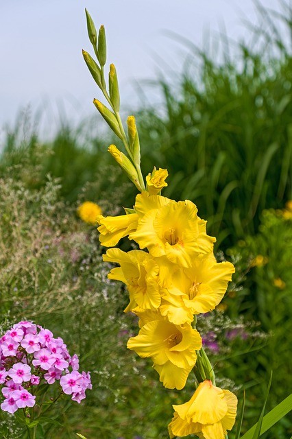 Цветы гладиолусы посадка и уход фото 
