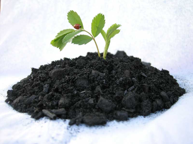Почва для посадки комнатных растений