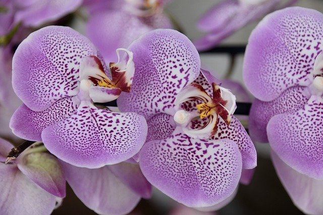 Орхидея уход в домашних условиях размножение
