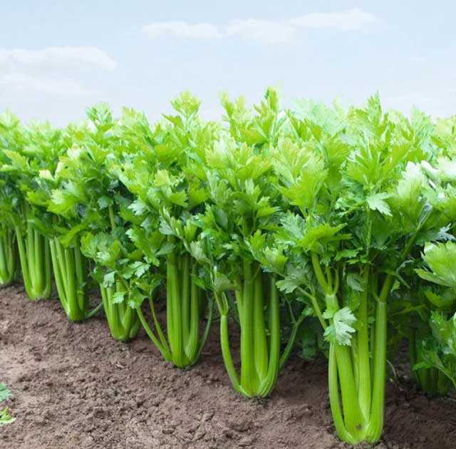 Секреты получения высоких урожаев овощей