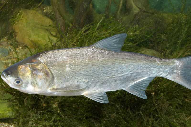 Почему рыба воняет болотом