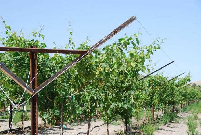 Виноград выращивание и уход
