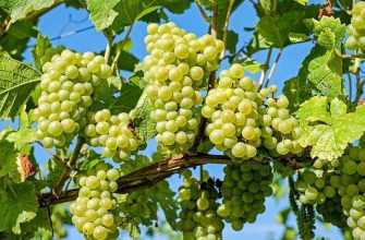 Как ухаживать за виноградной лозой в средней полосе России