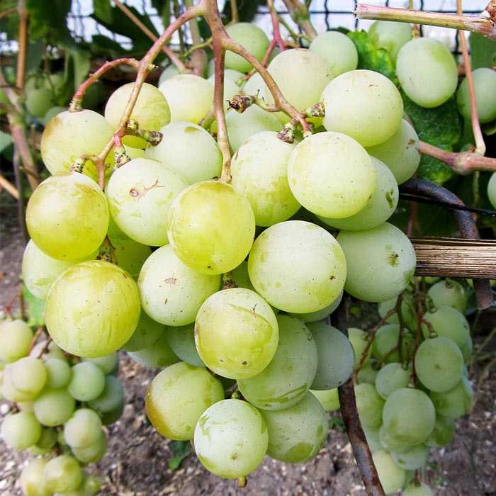 Как ухаживать за виноградной лозой в средней полосе России