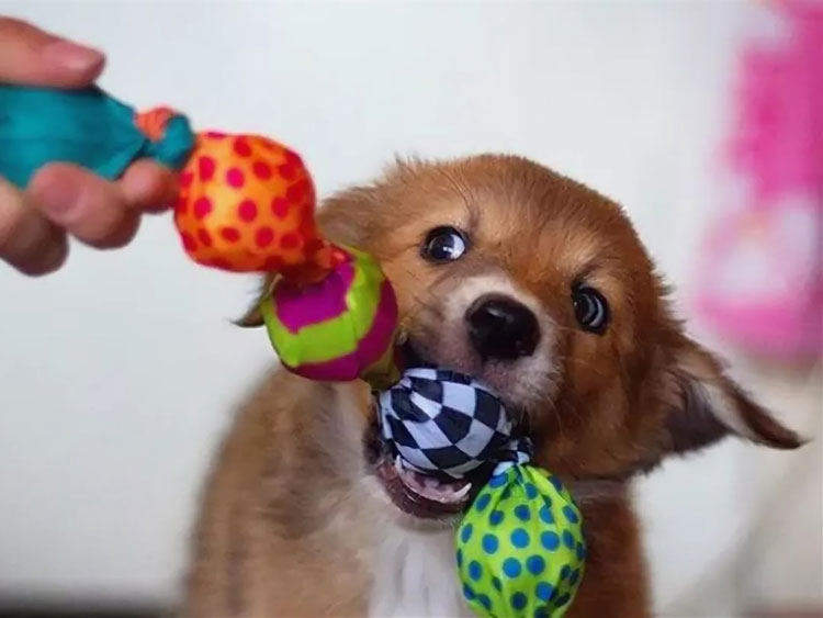 Собака играет с игрушкой