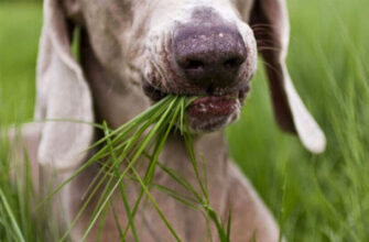 Собака ест траву какая причина